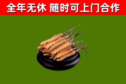 德阳烟酒回收冬虫夏草.jpg