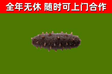 德阳烟酒回收干海参.jpg